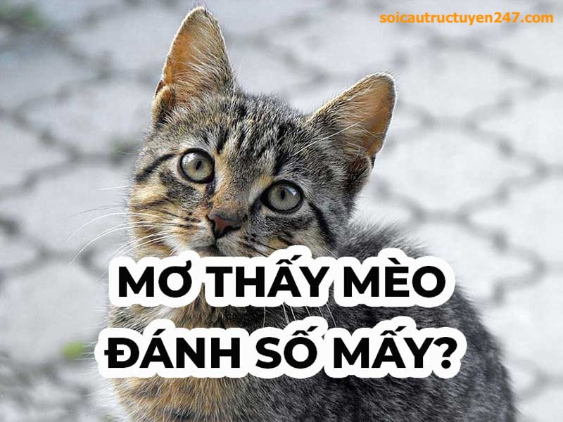 mơ thấy con mèo đánh số gì