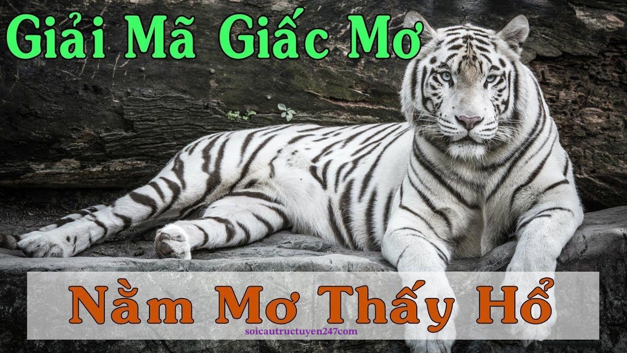 mơ thấy hổ đánh số gì trúng